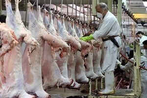 شهروندان تهرانی سالانه بین 600 هزار تا یک میلیون رأس دام زنده خریداری و ذبح می‌کنند
