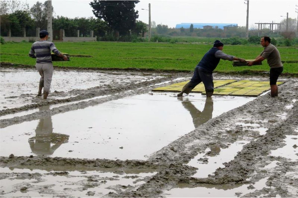 شالیزار مازندران