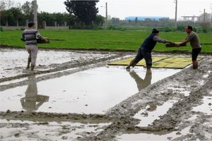 کشت شالی در بیش از 12 هزار 500 هکتار اراضی شالیزاری بهشهر