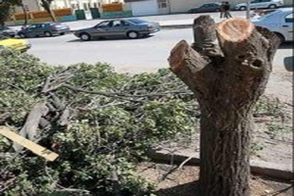 سقوط ناگهانی درخت در نوده خاندوز