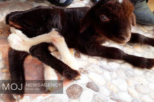 تولد بره 6 دست و پا در لرستان