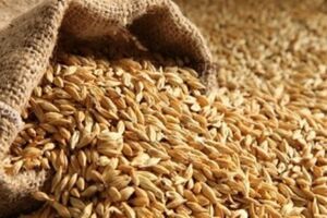 پیش بینی خرید تضمینی 180 تن گندم از کشاورزان استان اصفهان