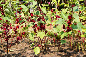 آغاز برداشت چای ترش برای نخستین بار در هرمزگان