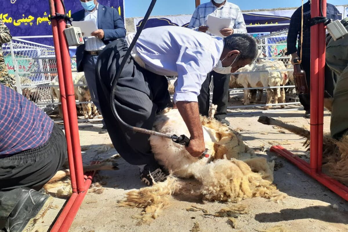 پشم چین مکانیزه در کوهسرخ