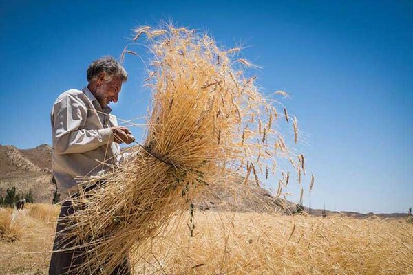 مشکلی در ذخایر کالاهای اساسی نداریم/نارضایتی مجلس از روند پرداخت پول گندمکاران و میزان خرید گندم