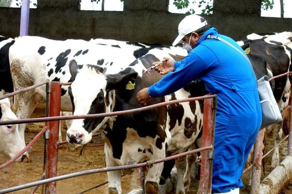 تحول دامپزشکی با انرژی صلح‌آمیز هسته‌ای / ایران پیشگام تأسیس مرکز منطقه‌ای فناوری هسته‌ای در حوزه دام