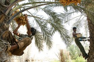 آغاز برداشت رطب از نخلستان‌های بندر لنگه 