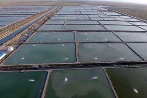 هرمزگان در مسیر توسعه پایدار و تبدیل شدن به قطب آبزی‌پروری کشور