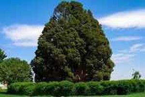 آسیب دیدگی سرو ابرکوه توسط تیم کارشناسی رد شد