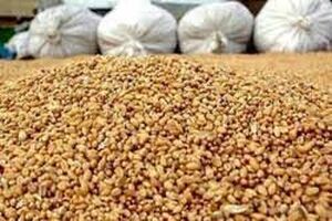 کشف 130 تن ذرت قاچاق در شهرضا