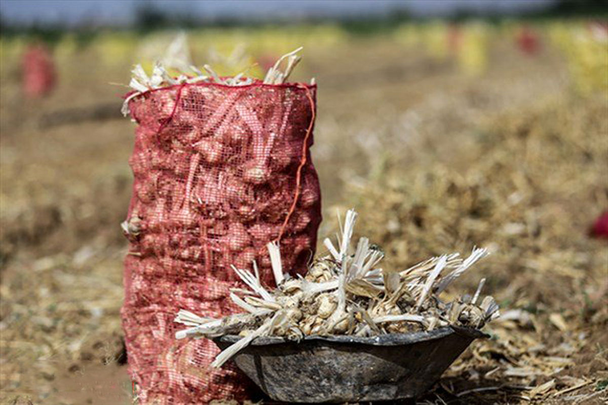 برداشت سیر ارگانیک