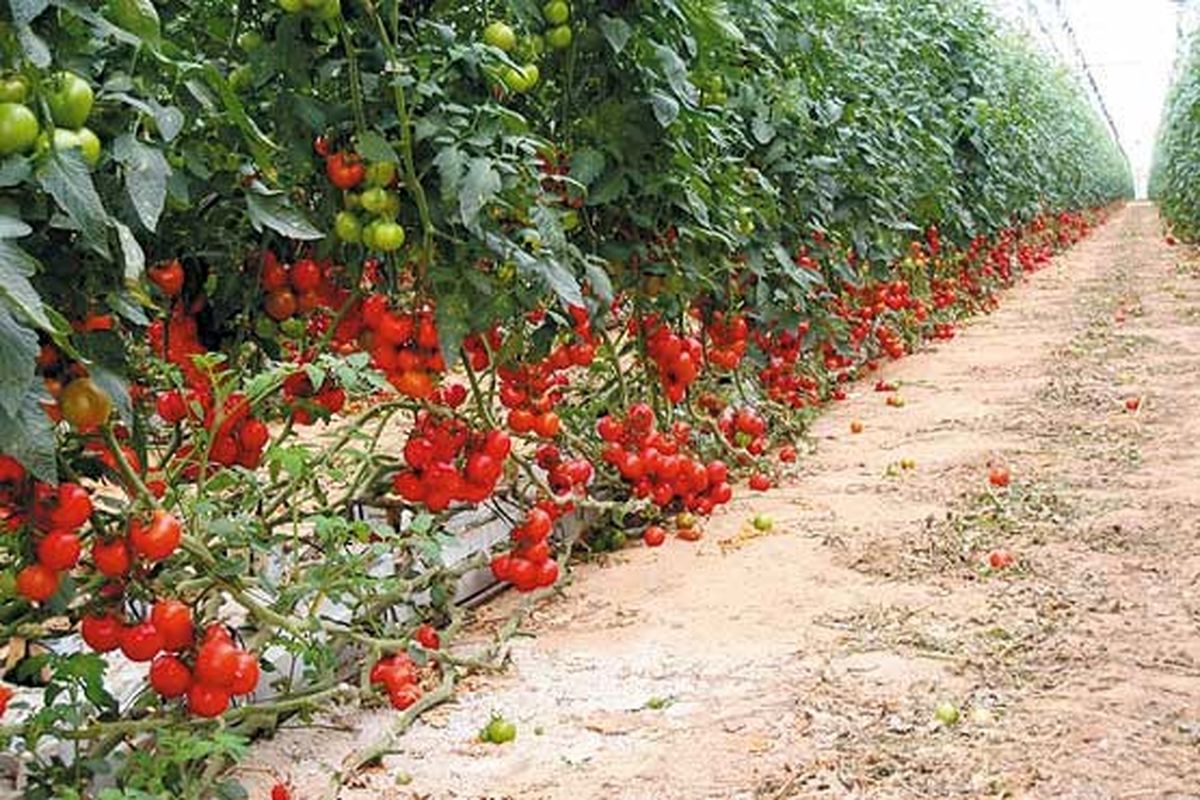  کشت گلخانه‌ای