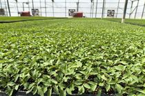 تولید ۱۱۰ میلیون نشاء سبزی و صیفی در بیضا