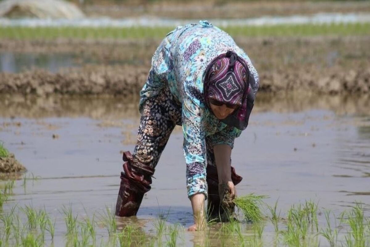 خطر تب شالیزار شالیکاران گیلانی را تهدید می کند