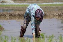 خطر تب شالیزار شالیکاران گیلانی را تهدید می کند
