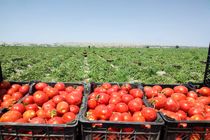 تولید بیش از ۲۰۰ هزار تن گوجه فرنگی در کازرون