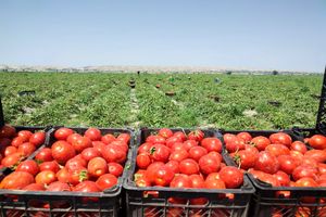 تولید بیش از ۲۰۰ هزار تن گوجه فرنگی در کازرون