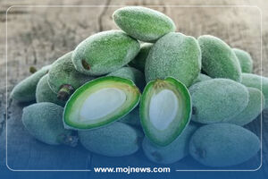 اینفوگرافیک/خواص و مضرات چغاله بادام