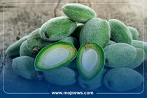 اینفوگرافیک/خواص و مضرات چغاله بادام