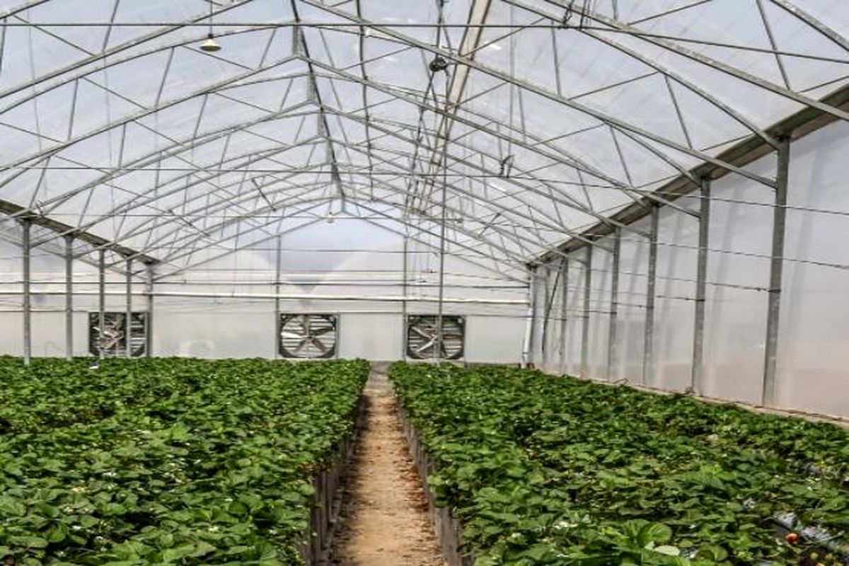 گلخانه قزوین