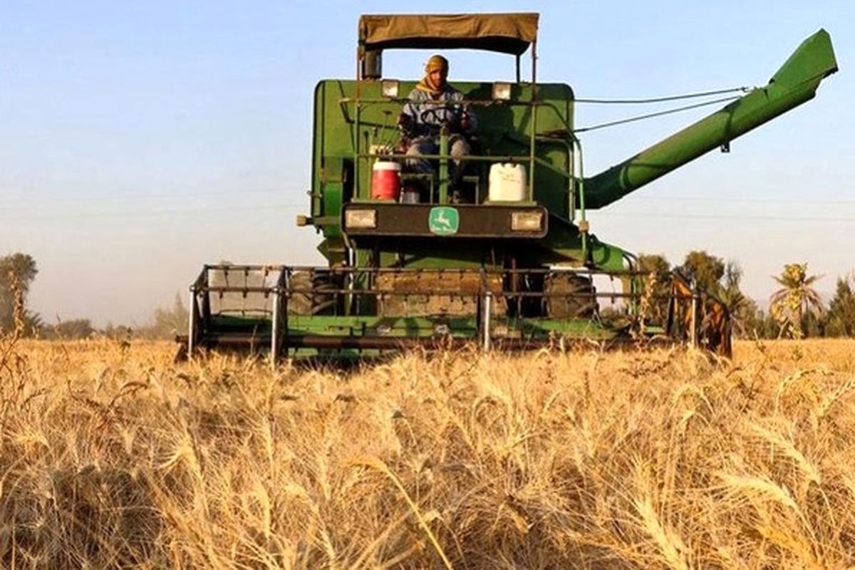 برداشت گندم