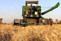 آغاز برداشت گندم از مزارع استان اردبیل