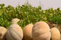 آغاز برداشت میوه طالبی در کاشمر