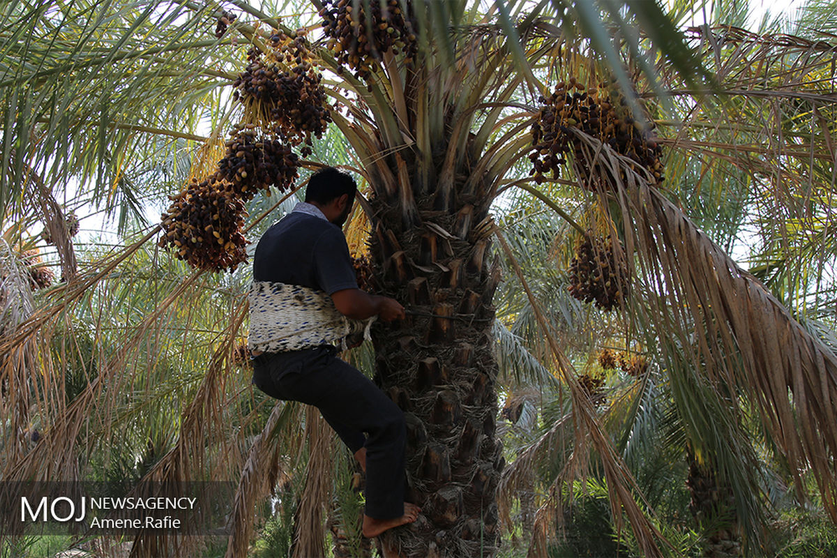 برداشت خرما