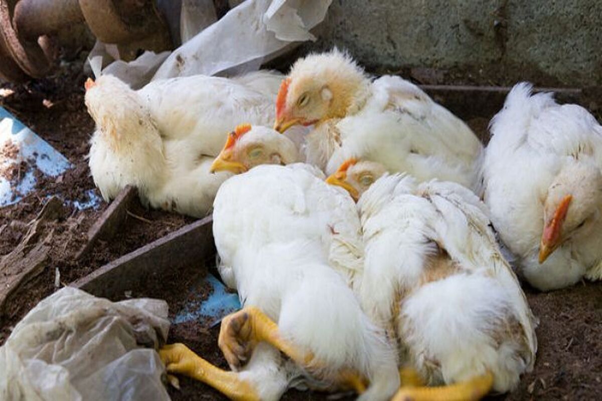  بیماری آنگارا در خراسان رضوی