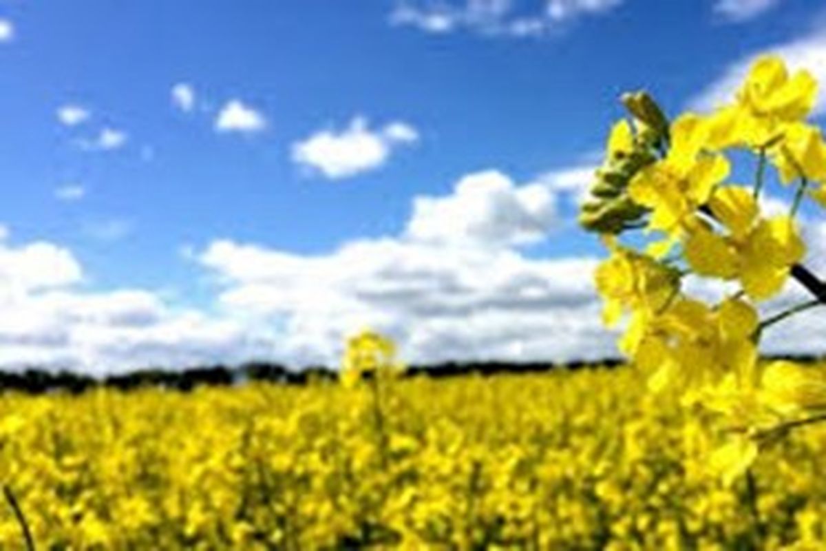 زمان کشت کلزا در گلستان تمدید شد