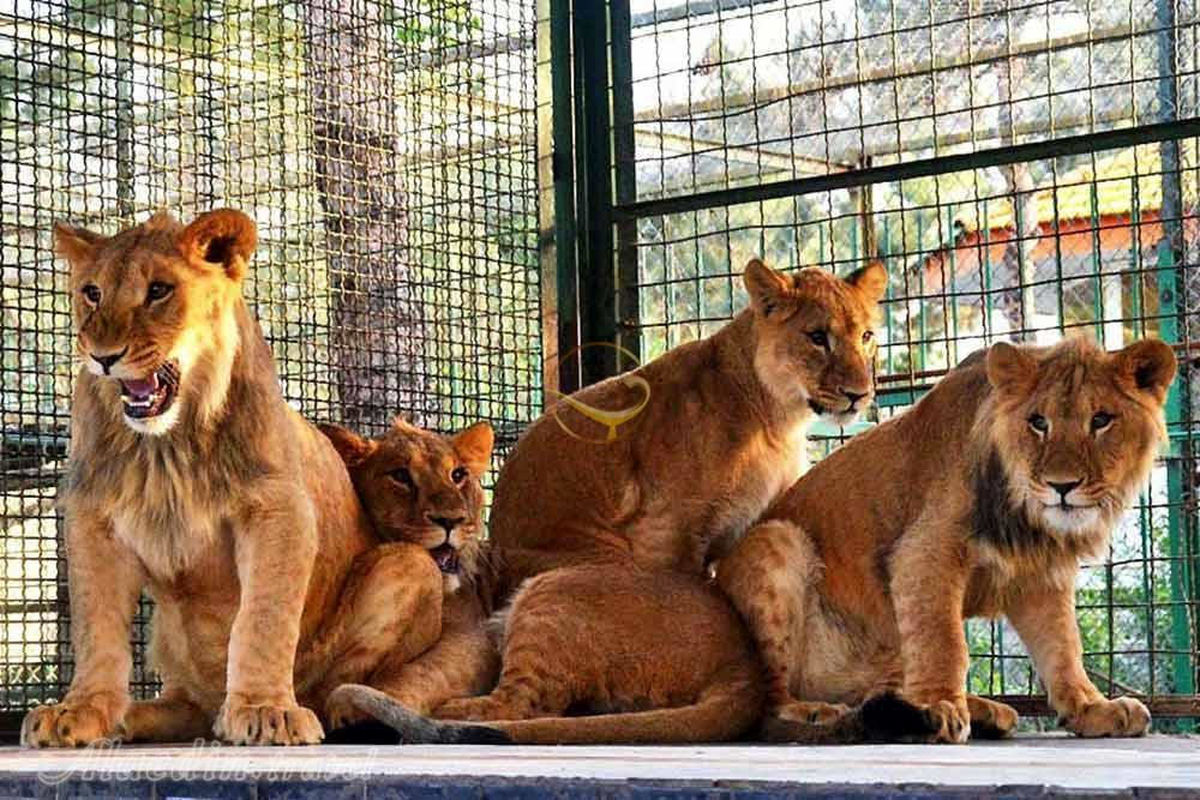 باغ وحش وکیل‌ آباد