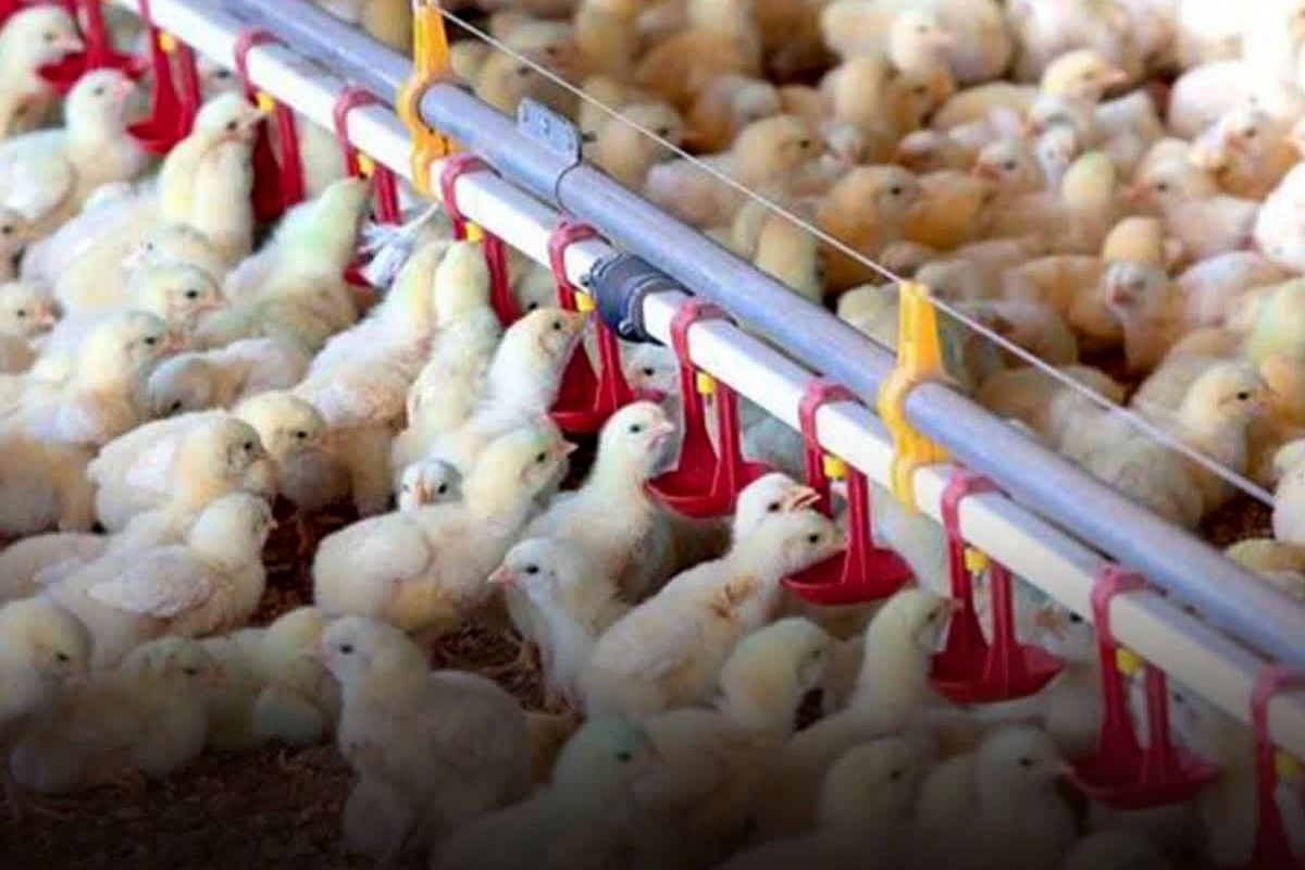 جهاد جوجه (2)