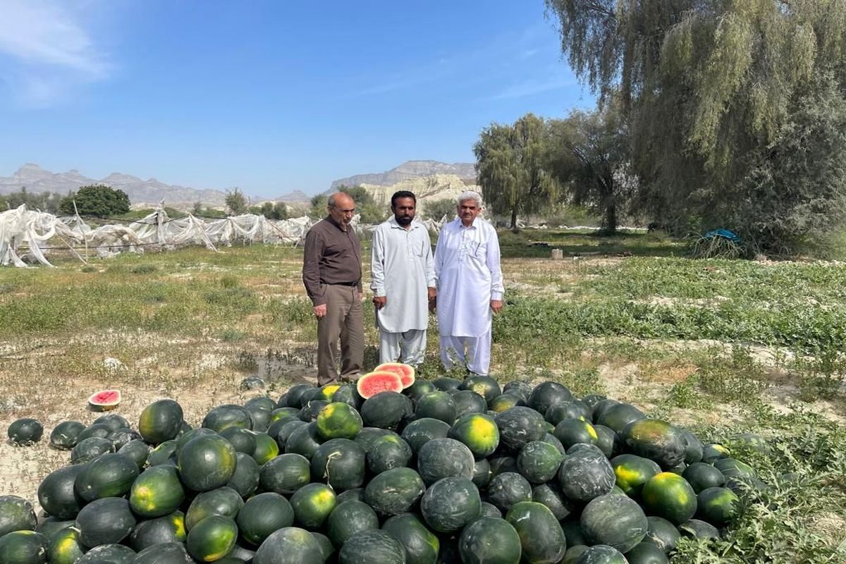 برداشت هندوانه