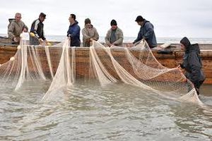 اشتغال۲۲۰هزارنفری درصنعت آبزی