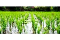 120 هزار هکتار شالیزار مازندران مکانیزه کشت شد