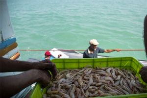 طرح آبزی پروری در ۱۰ سد استان اردبیل واگذار می‌شود