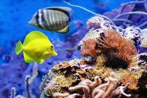 رتبه نخست استان اصفهان در  تولید ماهیان زینتی  