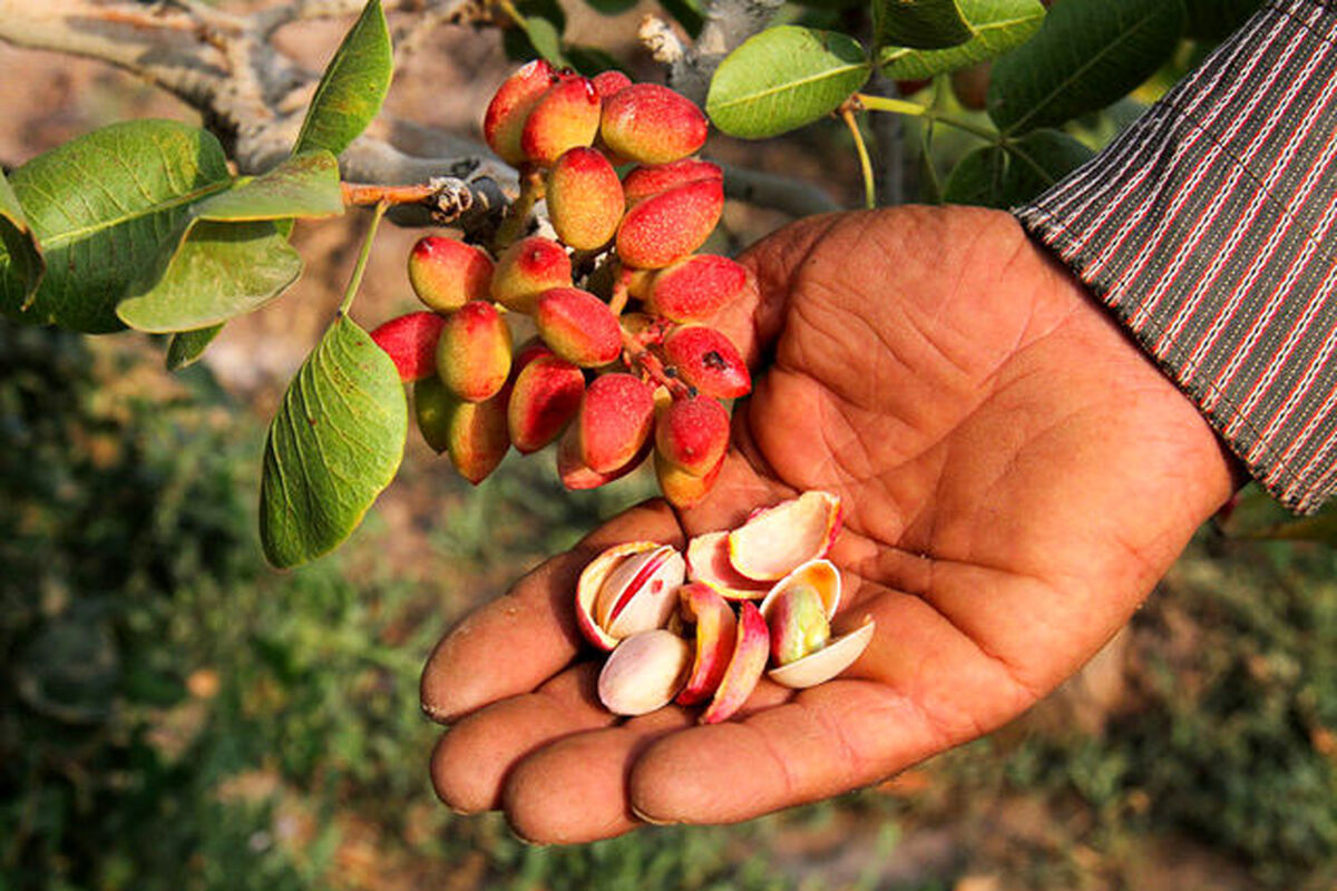  باغات پسته شهرستان گناباد 