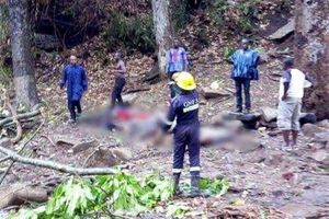 سقوط درخت در غنا 18 نفر را به کام مرگ کشاند و 20 نفر را زخمی کرد