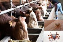 شیوع بیماری‌تب کریمه کنگو در کشور