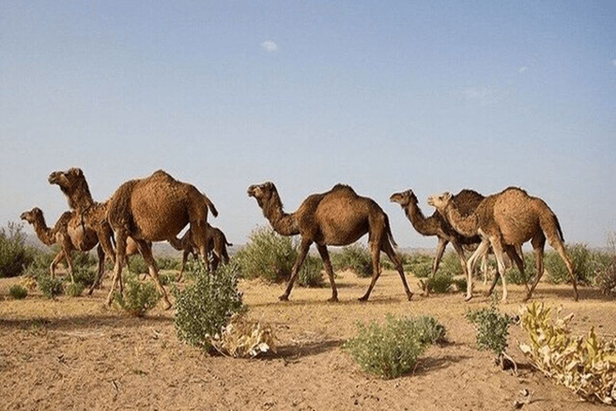 شتر