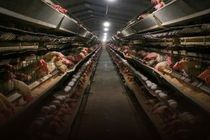 تولید ۱۲هزار تن تخم‌مرغ در قم