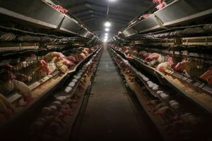 تولید ۱۲هزار تن تخم‌مرغ در قم