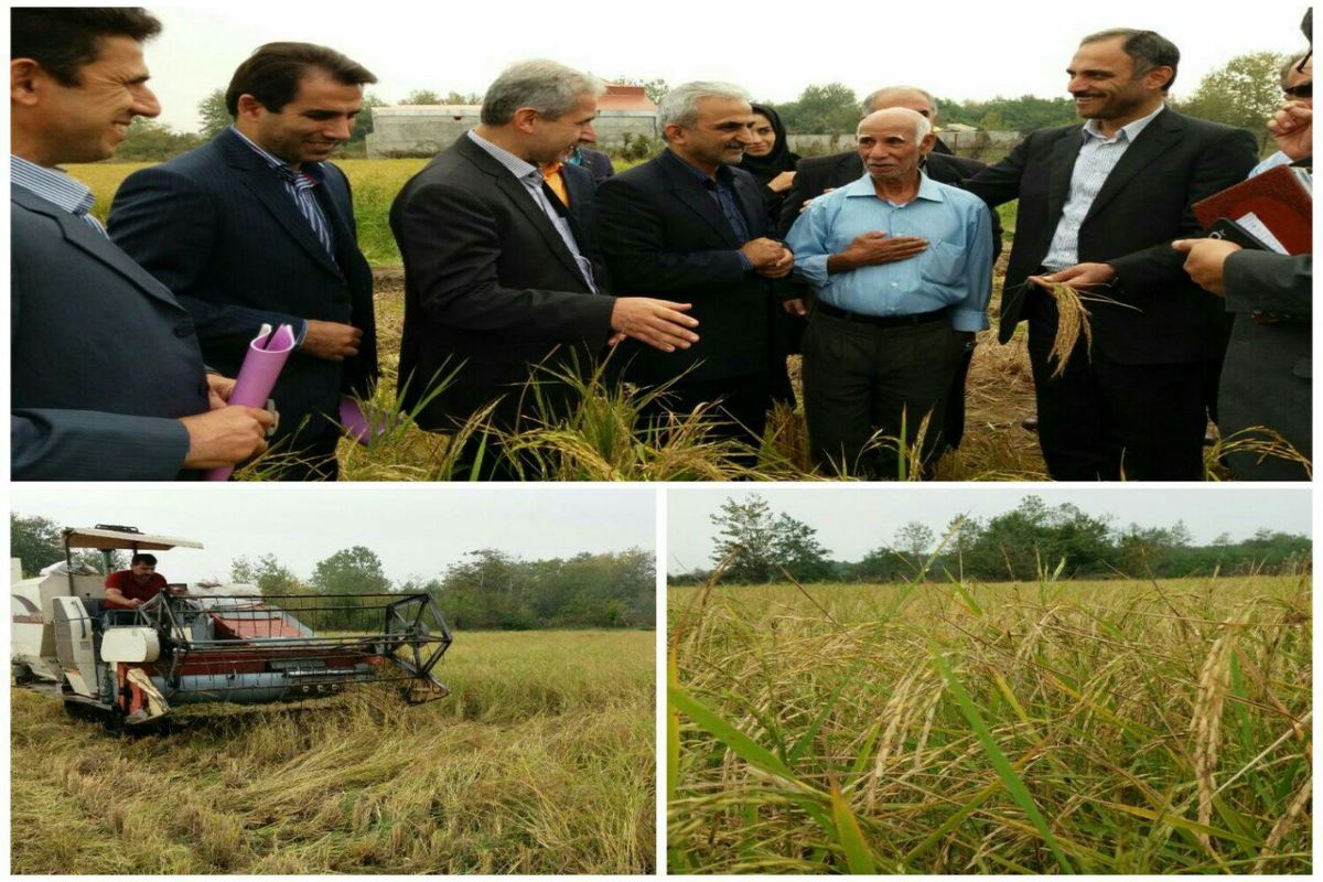 برداشت راتون