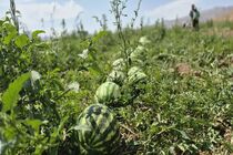 کیل‌گیری محصول هندوانه در مزارع روستای شیخ‌شبان