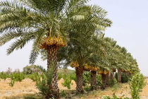 تولید١٣ درصد خرما جهان در ایران/خواسته وزارت جهاد کشاورزى گسترش تعاملات بین اللملى است