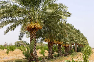 تولید١٣ درصد خرما جهان در ایران/خواسته وزارت جهاد کشاورزى گسترش تعاملات بین اللملى است