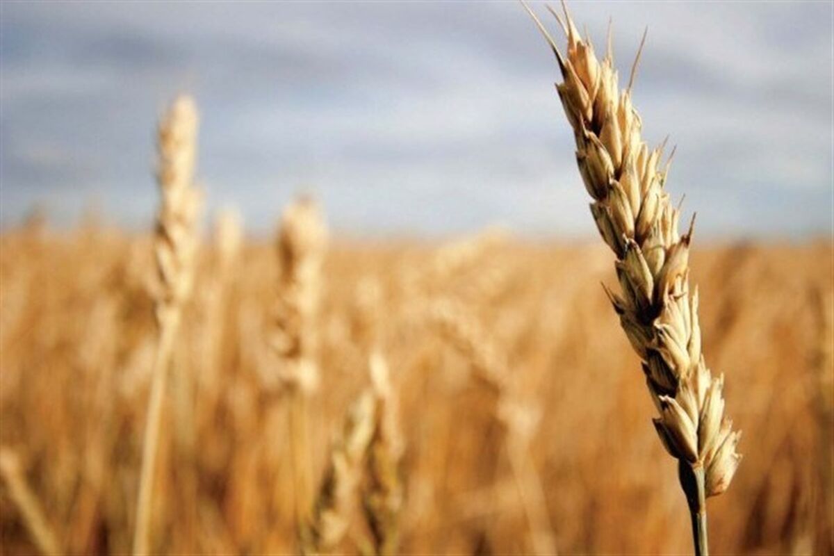 خرید تضیمنی گندم