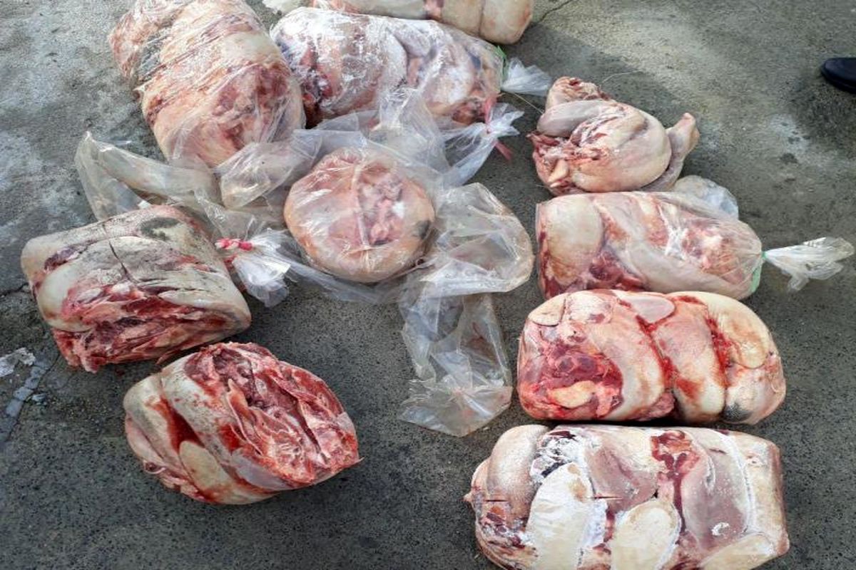 اصفهان- کشف آلایش دامی غیرمجاز