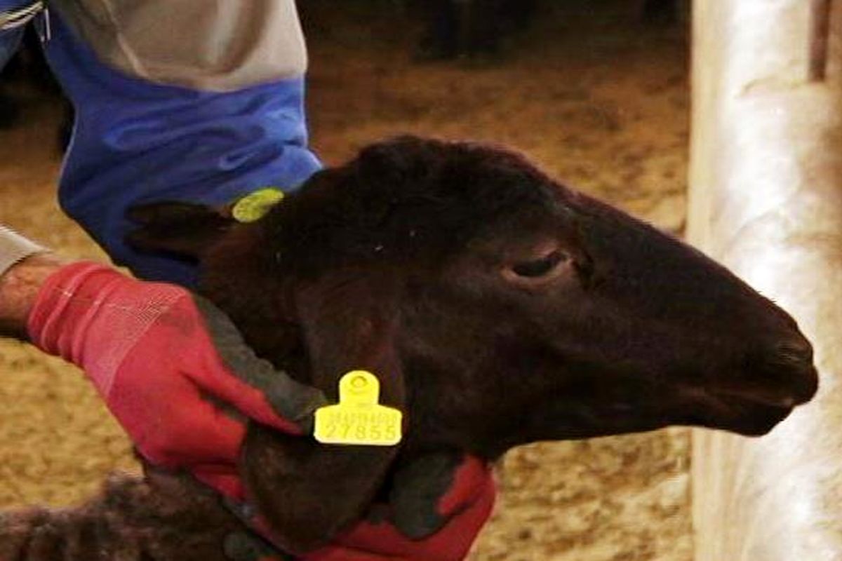 پلاک کوبی دام